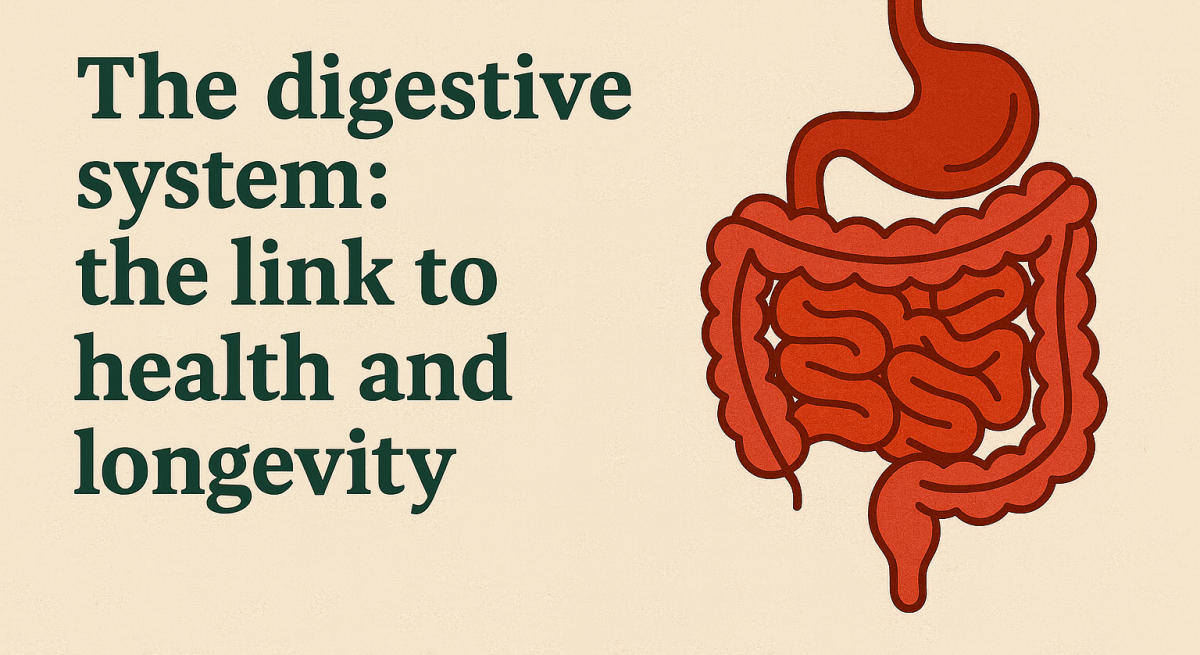 digestive system